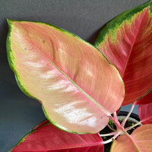 Kép betöltése a galériamegjelenítőbe: Aglaonema "Star orange" - Rákvirág - Chinese Evergreen - Tropical Home
