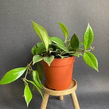 Kép betöltése a galériamegjelenítőbe: Hoya cv. "Sunrise" - Viaszvirág - Wax plant - Tropical Home