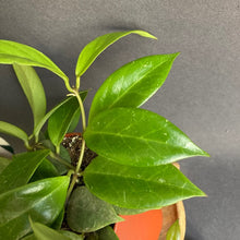 Kép betöltése a galériamegjelenítőbe: Hoya cv. "Sunrise" - Viaszvirág - Wax plant - Tropical Home