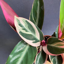 Kép betöltése a galériamegjelenítőbe: Stromanthe sanguinea 'Triostar' - Pompás dárdalevél - Tropical Home