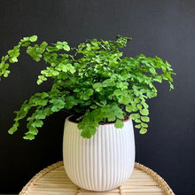 Kép betöltése a galériamegjelenítőbe: Adiantum raddianum "Fragrans" - Vénuszfodorka - Maidenhair Fern - Tropical Home