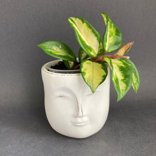 Kép betöltése a galériamegjelenítőbe: Hoya Carnosa Krimson Princess- Húsos viaszvirág - Tropical Home