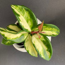 Kép betöltése a galériamegjelenítőbe: Hoya Carnosa Krimson Princess- Húsos viaszvirág - Tropical Home