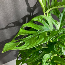 Kép betöltése a galériamegjelenítőbe: Kedvenc hármasom kezdőknek - Tropical Home