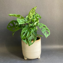 Kép betöltése a galériamegjelenítőbe: Monstera adansonii - Monstera "Monkey leaf" - Swiss cheese vine - Tropical Home