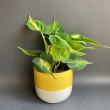 Kép betöltése a galériamegjelenítőbe: Philodendron scandens "Brasil" - Filodendron "Brasil" - Tropical Home