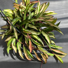 Kép betöltése a galériamegjelenítőbe: Hoya wayetii tricolor - Viaszvirág - Wax plant - Tropical Home