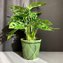 Kép betöltése a galériamegjelenítőbe: Kedvenc hármasom kezdőknek - Tropical Home