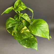 Kép betöltése a galériamegjelenítőbe: Epipremnum aureum - Aranyos szobafutóka - Golden pothos - Tropical Home