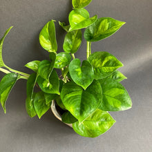 Kép betöltése a galériamegjelenítőbe: Epipremnum aureum "Global green" - Tropical Home