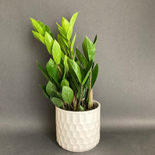 Kép betöltése a galériamegjelenítőbe: Zamioculcas zamiifolia - Agglegénypálma - Tropical Home