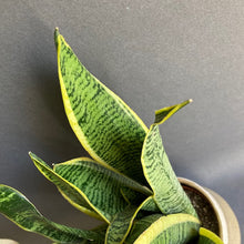 Kép betöltése a galériamegjelenítőbe: Sansevieria trif. "Laurentii" - Anyósnyelv - Tropical Home