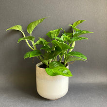 Kép betöltése a galériamegjelenítőbe: Epipremnum aureum "Global green" - Tropical Home