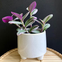 Kép betöltése a galériamegjelenítőbe: Tradescantia albiflora "Nanouk" - Pletyka "Nanouk" - Inch plant - Tropical Home