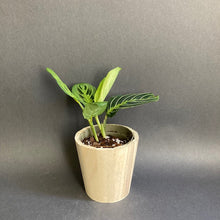 Kép betöltése a galériamegjelenítőbe: Maranta Lemon lime kicsi - Nyílgyökér - Prayer plant - Tropical Home