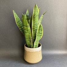 Kép betöltése a galériamegjelenítőbe: Sansevieria trif. "Laurentii" - Anyósnyelv - Tropical Home