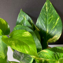 Kép betöltése a galériamegjelenítőbe: Kedvenc hármasom kezdőknek - Tropical Home