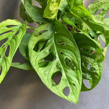 Kép betöltése a galériamegjelenítőbe: Monstera adansonii - Monstera "Monkey leaf" - Swiss cheese vine - Tropical Home