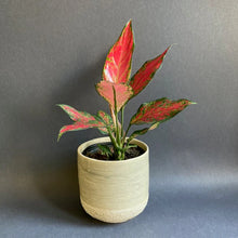 Kép betöltése a galériamegjelenítőbe: Aglaonema "Cherry baby" - Rákvirág - Chinese Evergreen - Tropical Home