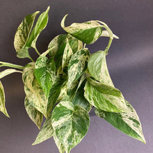 Kép betöltése a galériamegjelenítőbe: Epipremnum aureum "Marble queen" - Márványos szobafutóka - Tropical Home