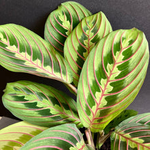 Kép betöltése a galériamegjelenítőbe: Kedvenc hármasom kezdőknek - Tropical Home