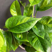 Kép betöltése a galériamegjelenítőbe: Epipremnum aureum "Global green" - Tropical Home