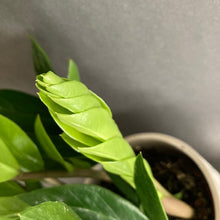 Kép betöltése a galériamegjelenítőbe: Zamioculcas zamiifolia - Agglegénypálma - Tropical Home