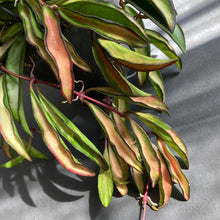 Kép betöltése a galériamegjelenítőbe: Hoya wayetii tricolor - Viaszvirág - Wax plant - Tropical Home