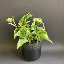 Kép betöltése a galériamegjelenítőbe: Epipremnum aureum "Marble queen" - Márványos szobafutóka - Tropical Home