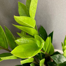 Kép betöltése a galériamegjelenítőbe: Zamioculcas zamiifolia - Agglegénypálma - Tropical Home