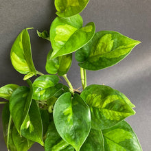 Kép betöltése a galériamegjelenítőbe: Epipremnum aureum "Global green" - Tropical Home