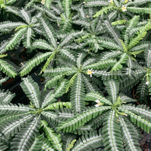 Kép betöltése a galériamegjelenítőbe: Biophytum Sensitivum silver - Little tree - Tropical Home