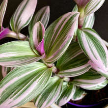 Kép betöltése a galériamegjelenítőbe: Tradescantia albiflora "Nanouk" - Pletyka "Nanouk" - Inch plant - Tropical Home