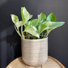 Kép betöltése a galériamegjelenítőbe: Epipremnum aureum "Happy leaf" - "Happy leaf" / “Manjula” szobafutóka - Tropical Home