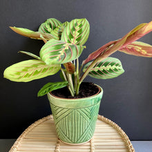 Kép betöltése a galériamegjelenítőbe: Kedvenc hármasom kezdőknek - Tropical Home