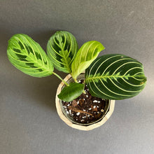 Kép betöltése a galériamegjelenítőbe: Maranta Lemon lime kicsi - Nyílgyökér - Prayer plant - Tropical Home