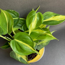 Kép betöltése a galériamegjelenítőbe: Philodendron scandens "Brasil" - Filodendron "Brasil" - Tropical Home