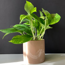 Kép betöltése a galériamegjelenítőbe: Kedvenc hármasom kezdőknek - Tropical Home