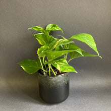 Kép betöltése a galériamegjelenítőbe: Epipremnum aureum - Aranyos szobafutóka - Golden pothos - Tropical Home