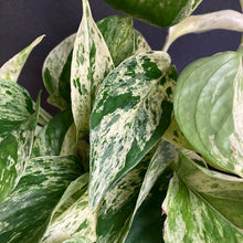 Kép betöltése a galériamegjelenítőbe: Epipremnum aureum "Marble queen" - Márványos szobafutóka - Tropical Home