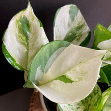 Kép betöltése a galériamegjelenítőbe: Epipremnum aureum "Happy leaf" - "Happy leaf" / “Manjula” szobafutóka - Tropical Home