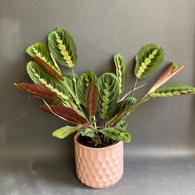 Kép betöltése a galériamegjelenítőbe: Maranta leuconeura Tricolor - Nyílgyökér - Prayer plant - Tropical Home