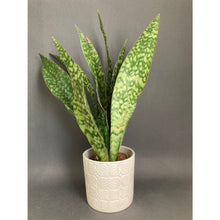 Kép betöltése a galériamegjelenítőbe: Sansevieria aubrytiana "Dragon" - Anyósnyelv - Tropical Home