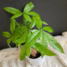 Kép betöltése a galériamegjelenítőbe: Pachira aquatica - Vadkakaó - Money tree plant - Tropical Home