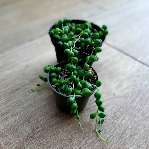 Növénynevelő kihívás - beszámolók, 3. rész