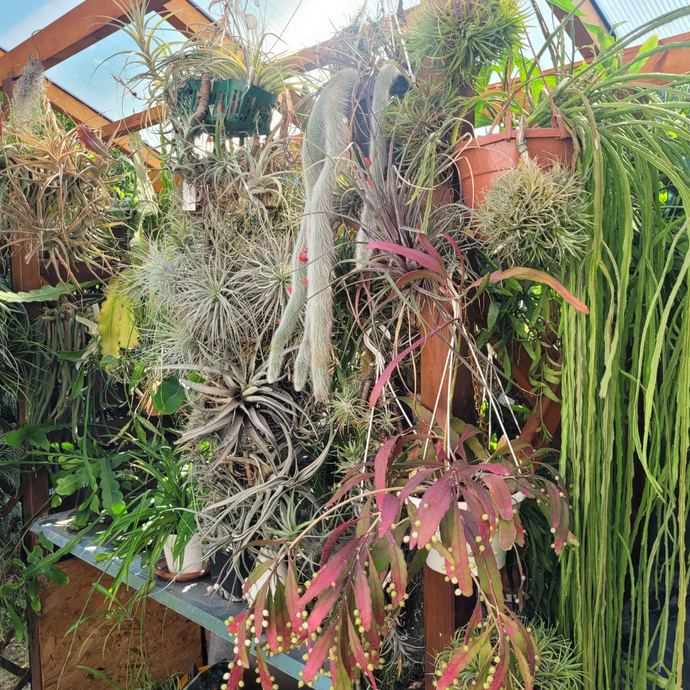 Fán lakó kaktuszok – Dzsungel kaktuszok – 1. rész