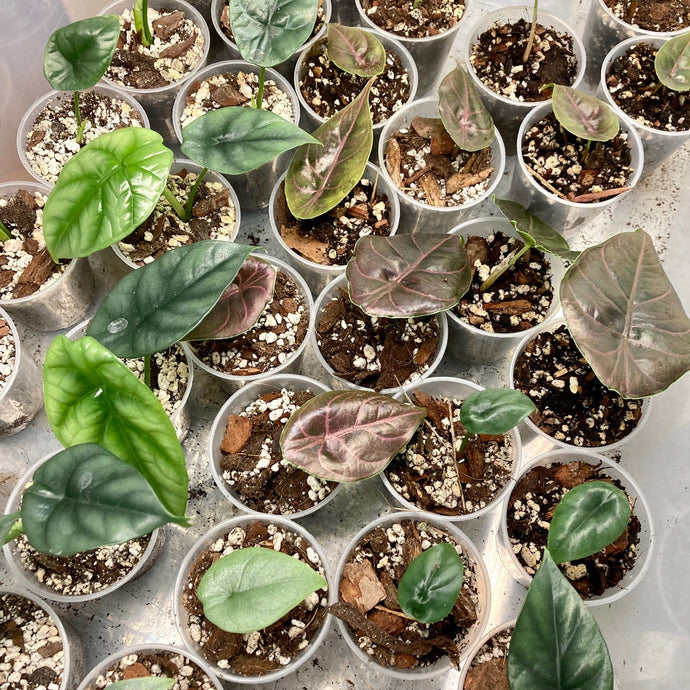 Alocasia szaporítás lépésről lépésre