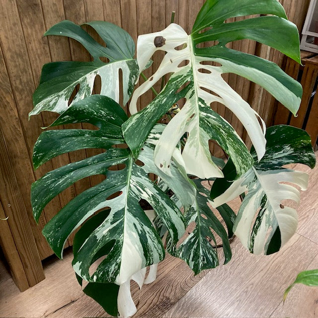 A monsterk nyomban - 2. rsz Tropical Home