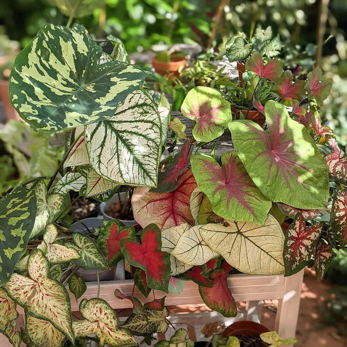 Caladium gondozása