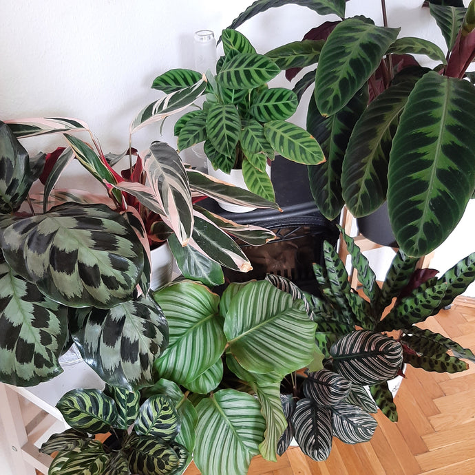 Calathea-nevelési útmutató